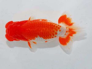 日らん　白川成也　岡山