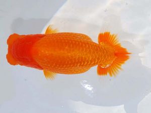 日らん　胡本佳孝　岡山