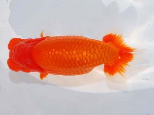 日らん 鈴木和也　静岡