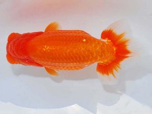 日らん　平野睦二　静岡