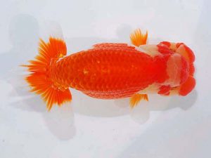 日らん　岩下孝広　広島