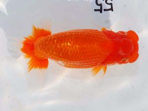 日らん　影山　繁　静岡