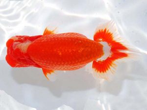 日らん 平田哲也　徳島