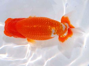 日らん　影山　繁　静岡