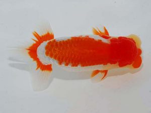 日らん　安藤　寛　静岡