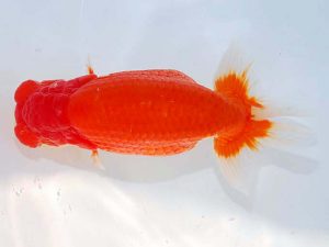 日らん 島崎大輔　徳島