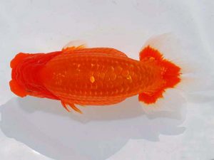 日らん　芝　信吾　愛媛