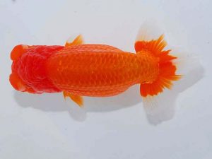 日らん　中村朋孝　和歌山