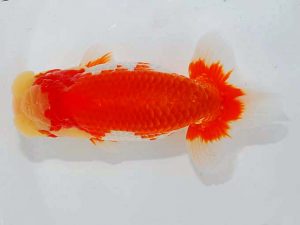 日らん 平野良則　山梨