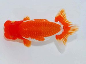 日らん　稲見光修　愛媛