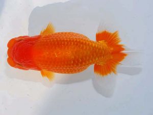 日らん　寺越良市　石川