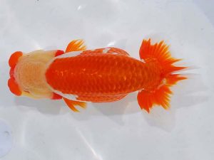 日らん 細川一郎　石川