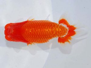 日らん　高尾直美　岡山