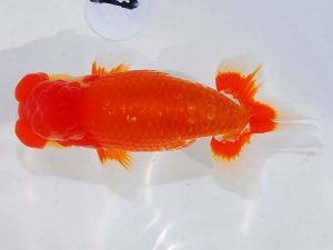 日らん　川本智祥　愛媛