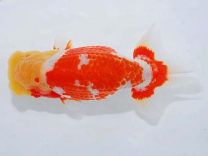 日らん 竹内　宏　愛知