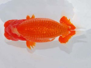 日らん　川口久男　静岡