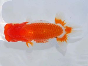 日らん　西口武志　大阪