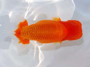 日らん 岩崎正樹　香川