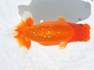 紀州らんちゅう同好会　東大関　中村和明　那智勝浦町