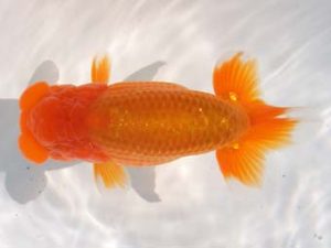 紀州らんちゅう同好会　東取締　宮戸正輝　新宮市