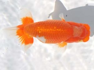 紀州らんちゅう同好会　西大関　金森秀秋　日高郡日高川町