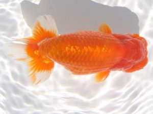 紀州らんちゅう同好会　東大関　寺尾弘行　尾鷲市