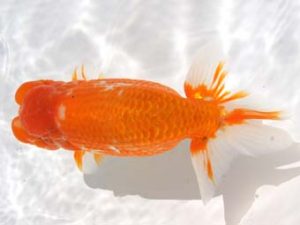 紀州らんちゅう同好会　西大関　谷口仁志　京都市