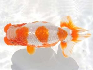 紀州らんちゅう同好会　立行司　伏木寿一　御坊市