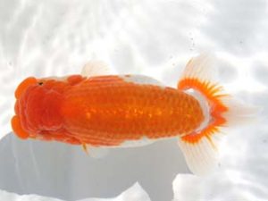 紀州らんちゅう同好会　東取締　笠松　理　日高郡日高町 