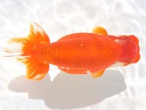 紀州らんちゅう同好会　西取締　中村和明　那智勝浦町