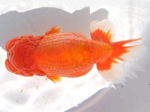 紀州らんちゅう同好会　東大関　田原正己　那智勝浦町