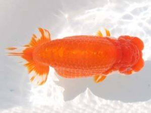 紀州らんちゅう同好会　立行司　岸崎朋生　紀宝町