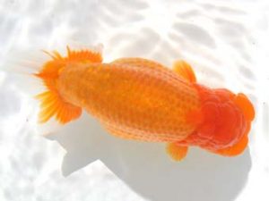 紀州らんちゅう同好会　東取締　松本　章　日高郡美浜町