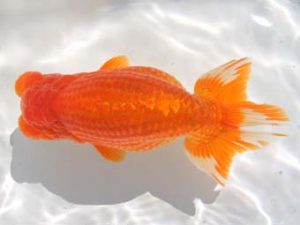 紀州らんちゅう同好会　西取締　濱田英明　那智勝浦町