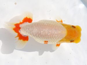 桑名愛錦会　西大関　中村　剛　四日市