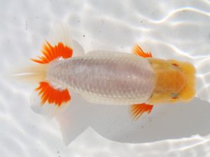 桑名愛錦会　立行司　稲葉信泰　美浜町