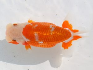 桑名愛錦会　東取締　稲葉信泰　美浜町