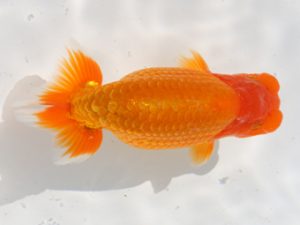 桑名愛錦会　西取締　中村　剛　四日市