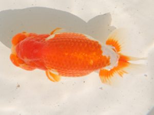 桑名愛錦会　東大関　中村　剛　四日市