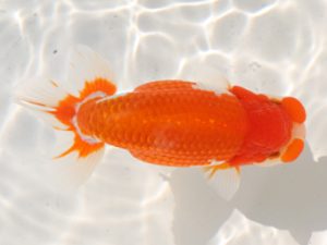 桑名愛錦会　西大関　稲葉信泰　美浜町