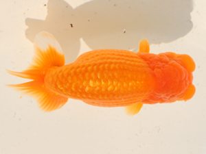 桑名愛錦会　立行司　井上　達　半田市