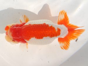 桑名愛錦会　東取締　柳澤勇夫　刈谷市