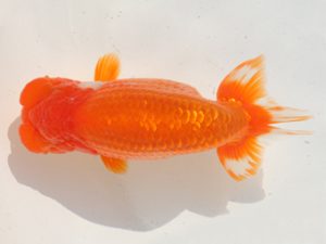 桑名愛錦会　西取締　川口敦司　稲沢市