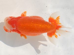 桑名愛錦会　西大関　浅野昌明　羽島市