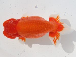 桑名愛錦会　立行司　渡邉昭彦　養老町