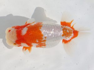 桑名愛錦会　東取締　石田光雄　清須市