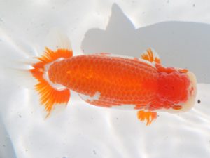 桑名愛錦会　西取締　出口智教　東員町