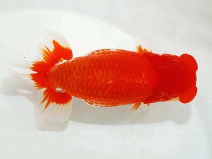 第62回日らん　東大関　竹内誠司　愛媛