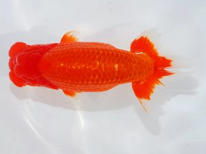 第62回日らん 勧進元一　太田黒正雄　熊本