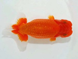 第62回日らん 勧進元二　田中茂規　岡山